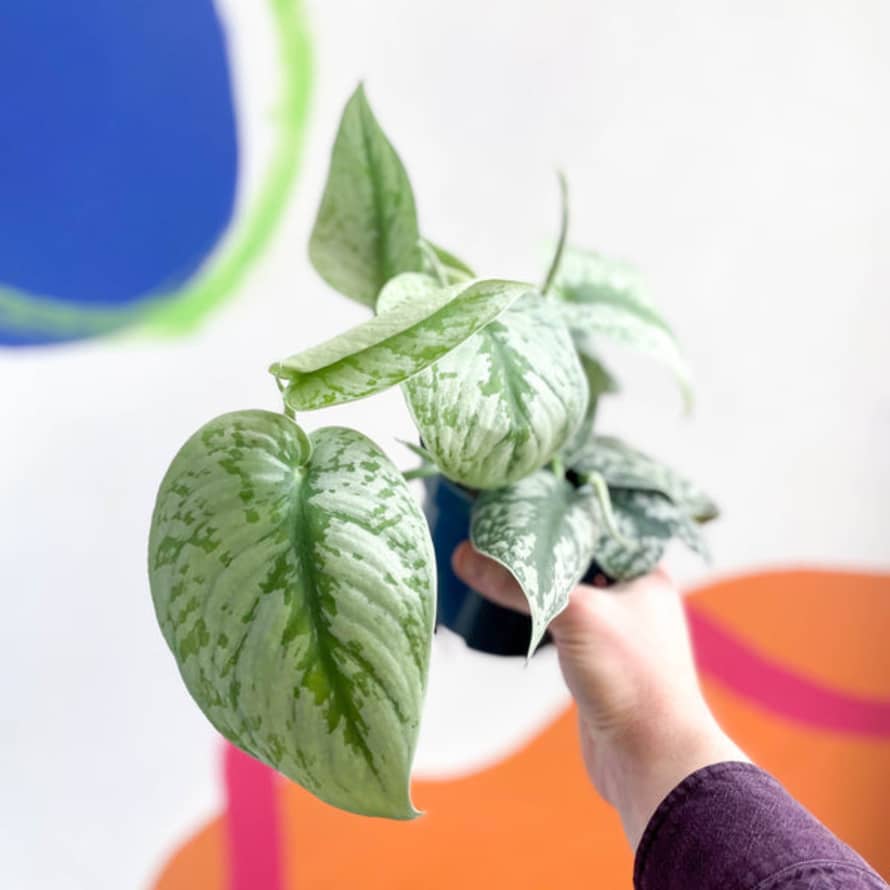 Sprouts of Bristol 12cm Satin Pothos Scindapsus Pictus Trebie and Exotica Plant