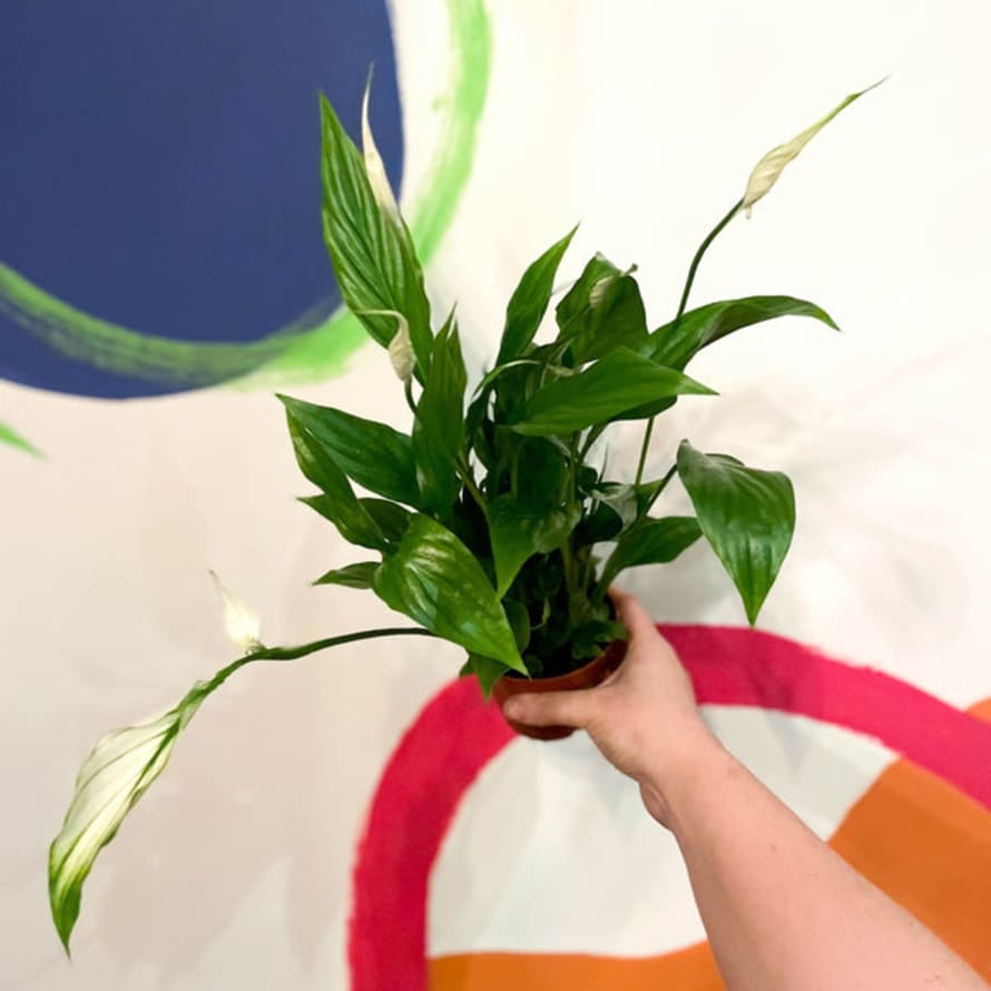 Sprouts of Bristol 9cm Spathiphyllum chopin Peace Lily