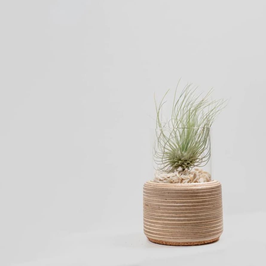 Nook Creations  Small on its Own Birch Ply Air Plant Vessel
