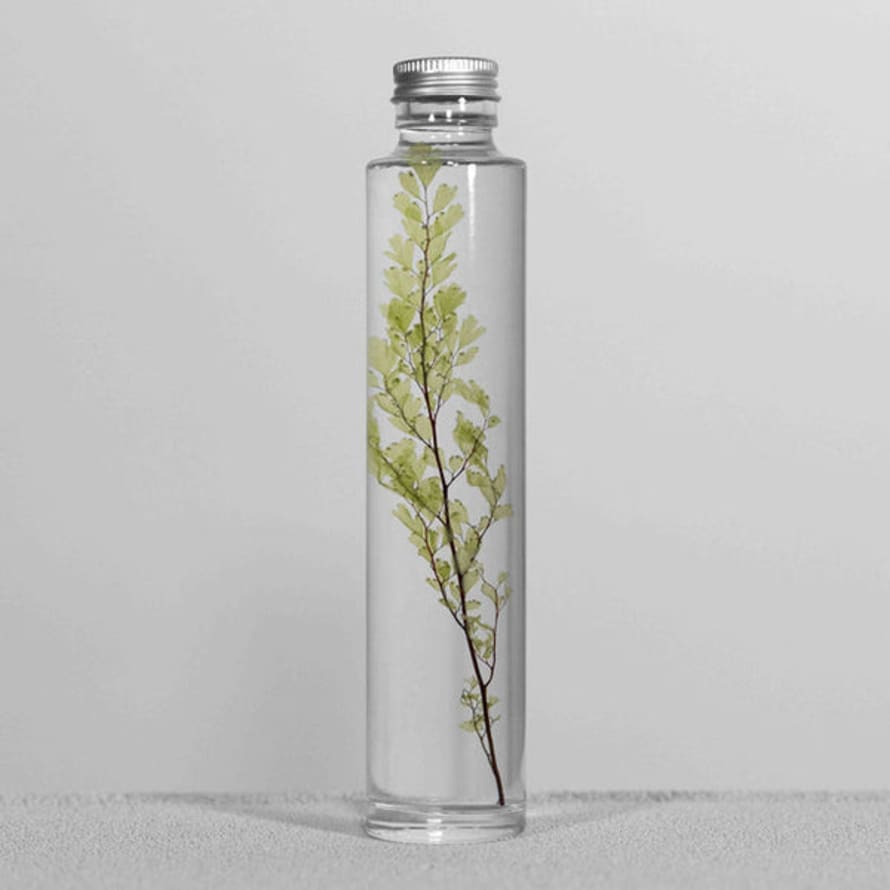 Slow Pharmacy Bottle Plant Specimen 014 | Adiantum Tenerum