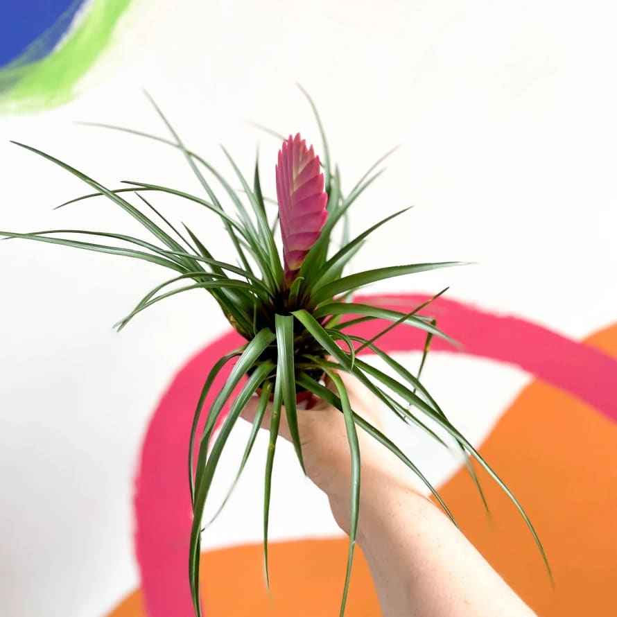 Sprouts of Bristol 5.5cm Pink Tillandsia Cyanea Quill Plant