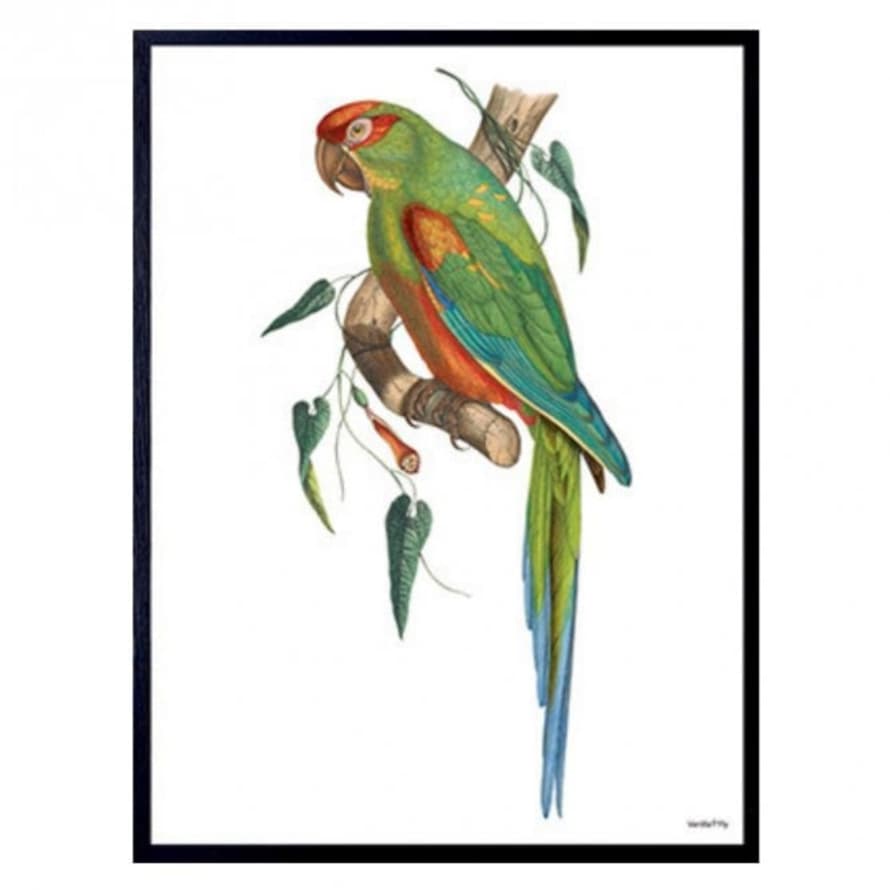 Vanilla Fly Green Parrot Print *30% Off*