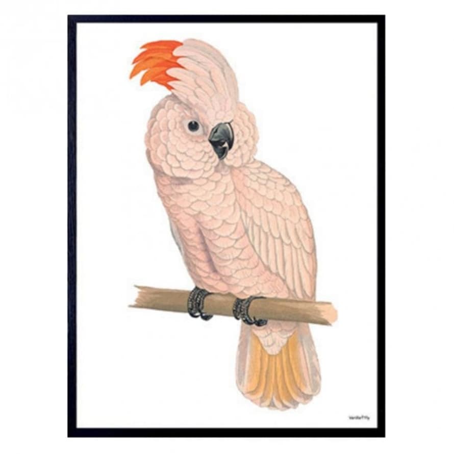 Vanilla Fly Pink Parrot Print *30% Off*