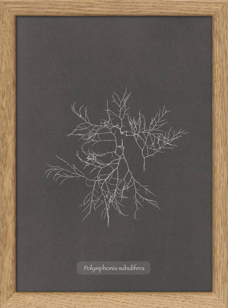 The Dybdahl Co. Algae Rhodomenia Sobolifera | Oak Framed Mini
