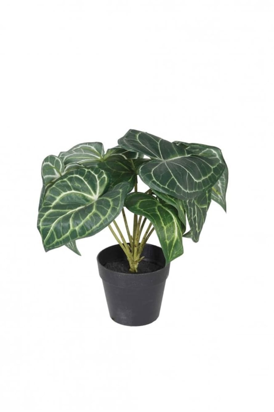 The Home Collection Syngonium Plant In Pot