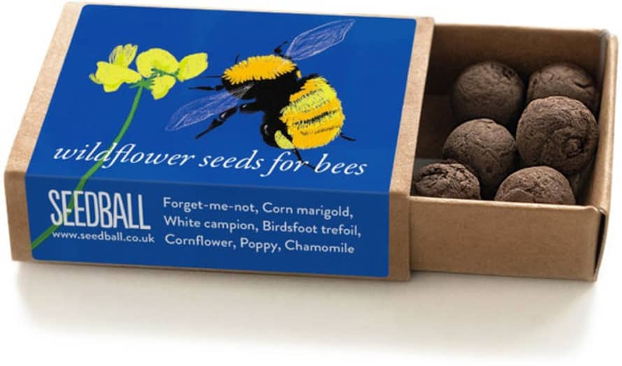 seedball Great Yellow Bumblebee Box