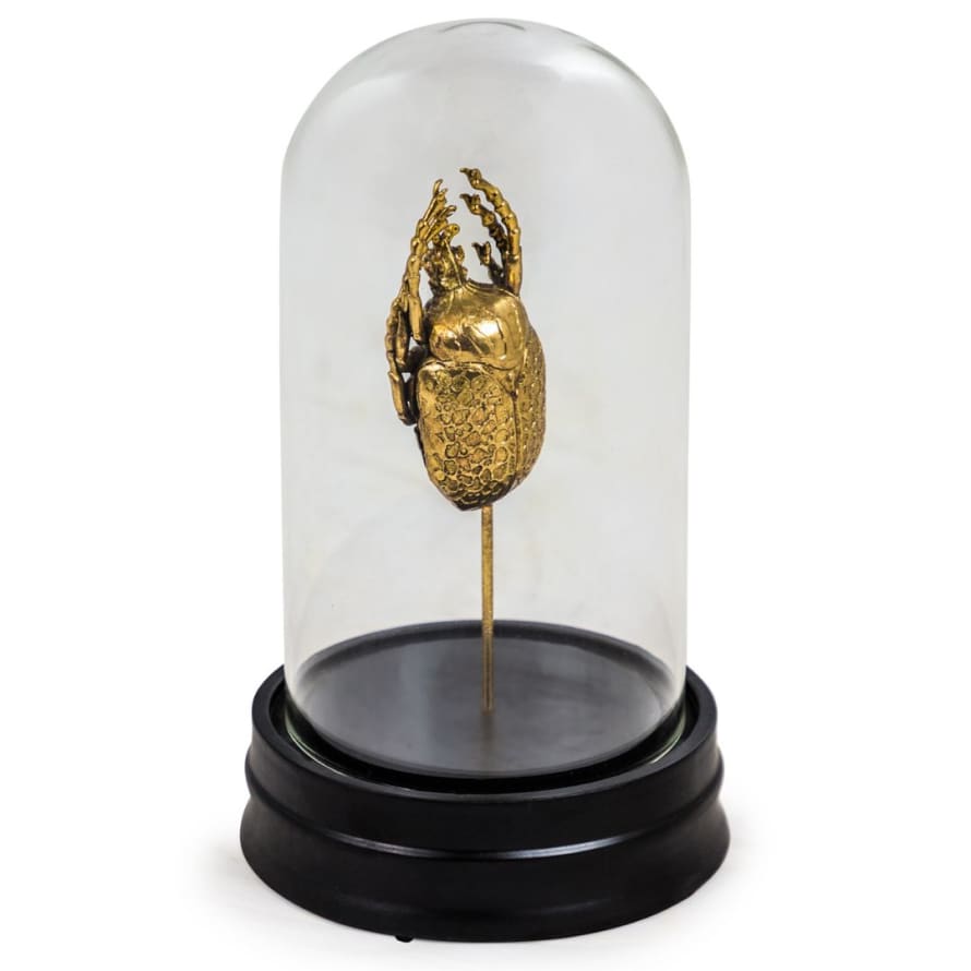 &Quirky Gold Effect Patterned Back Beetle Specimen in Glass Dome