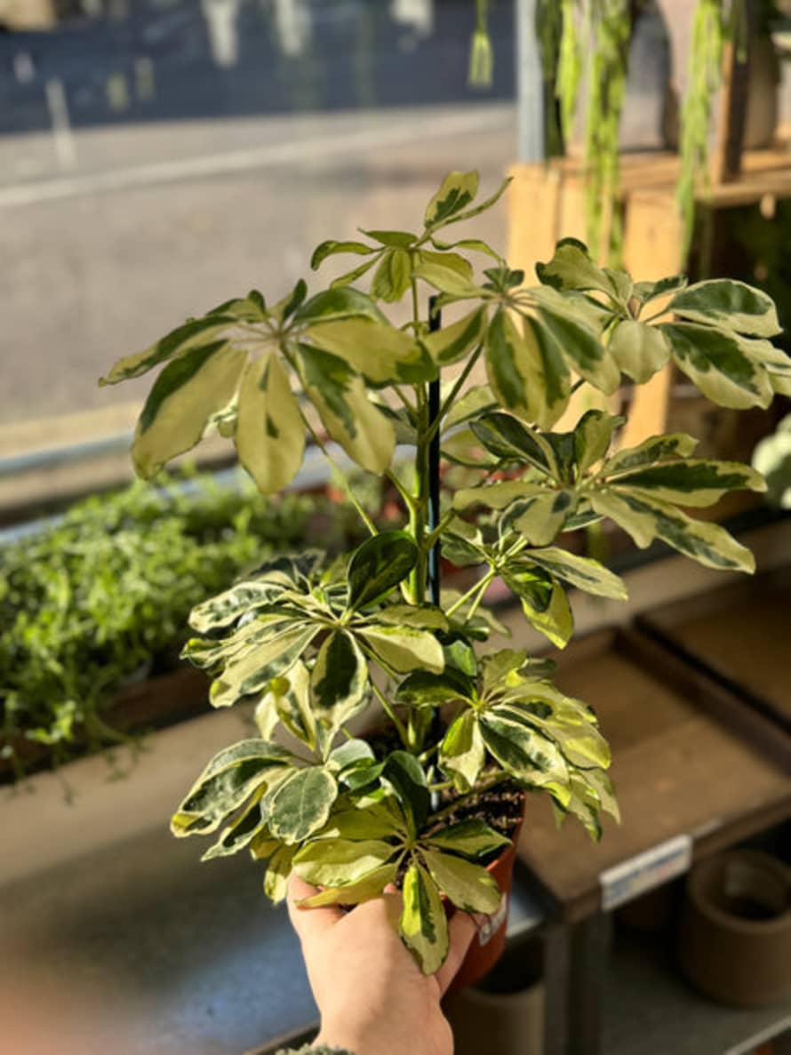 Sprouts of Bristol Variegated Umbrella Plant - Schefflera Arboricola 'charlotte'