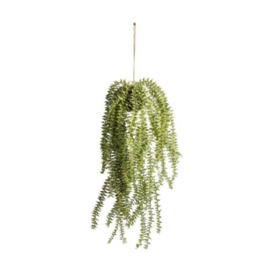 Grace and Grey Hanging Horsetail Cactus