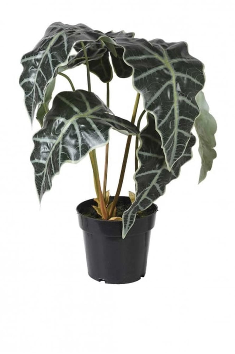 The Home Collection Alocasia Plant In Pot