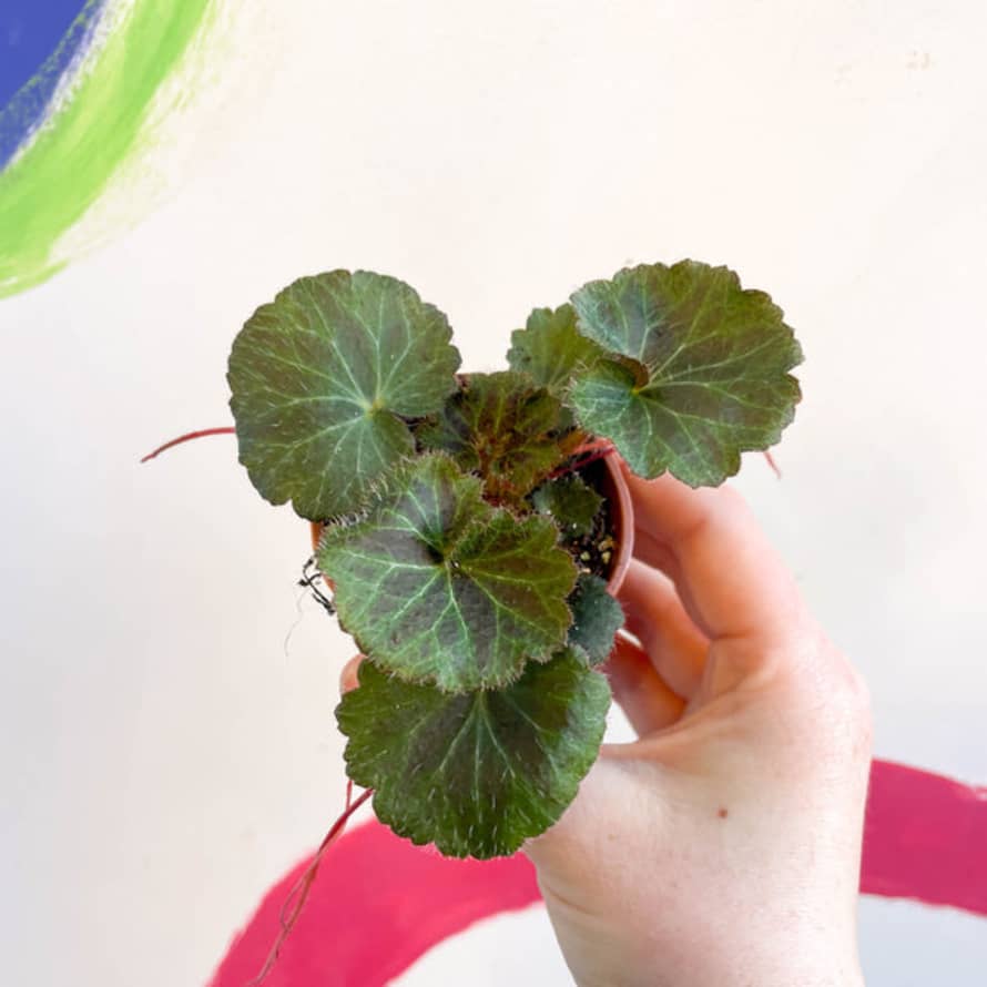 Sprouts of Bristol 6cm Strawberry Begonia - Saxifraga Stolonifera - Welsh Grown