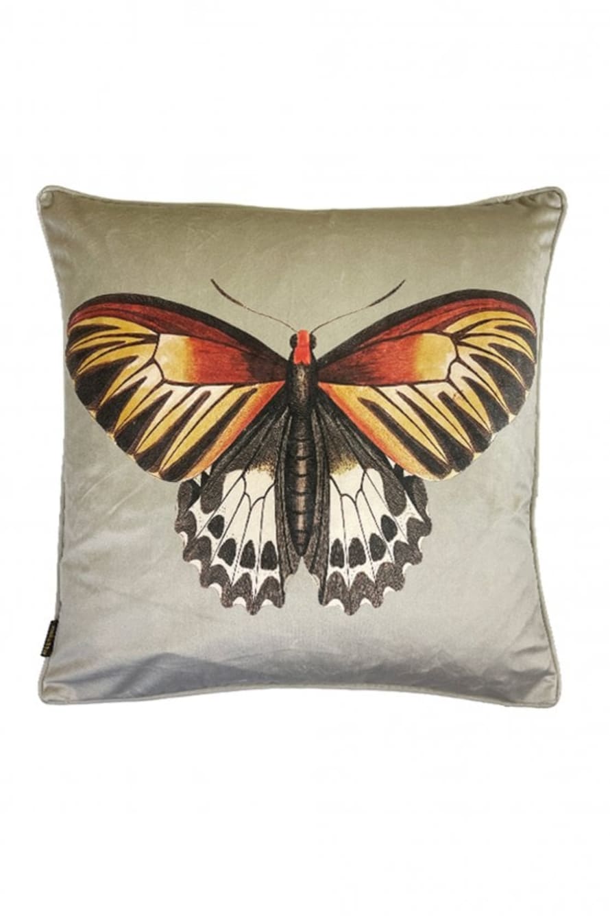 Vanilla Fly Large Butterfly On Biscotti Cushion
