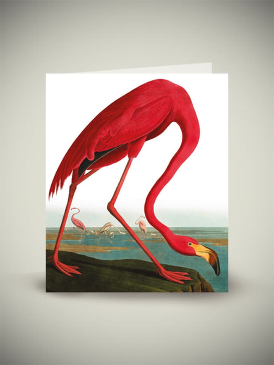 Archivist Tarjeta De Felicitación 'greater Flamingo'