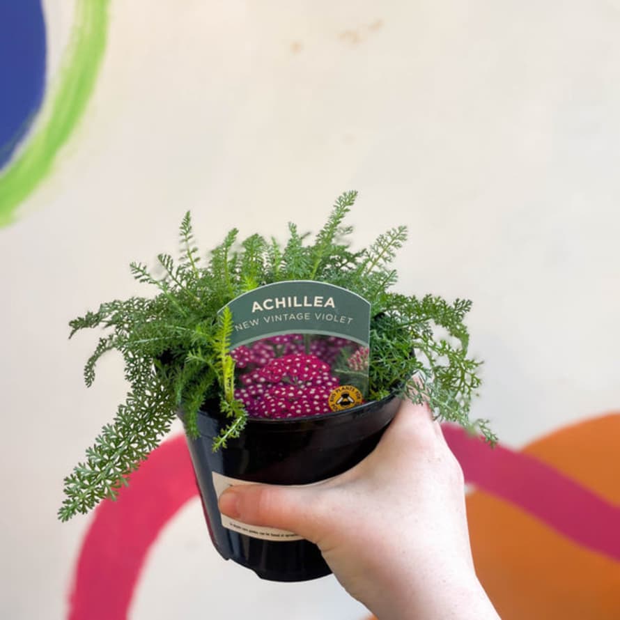 Sprouts of Bristol Yarrow - Achillea Millefolium 'new Vintage Violet' - British Grown Herbaceous Perennial