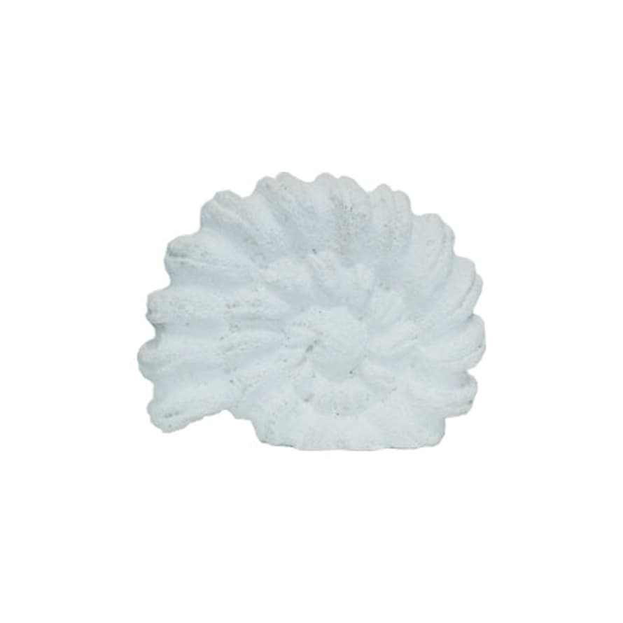 Cosy Home Natural White Decorative Shell 