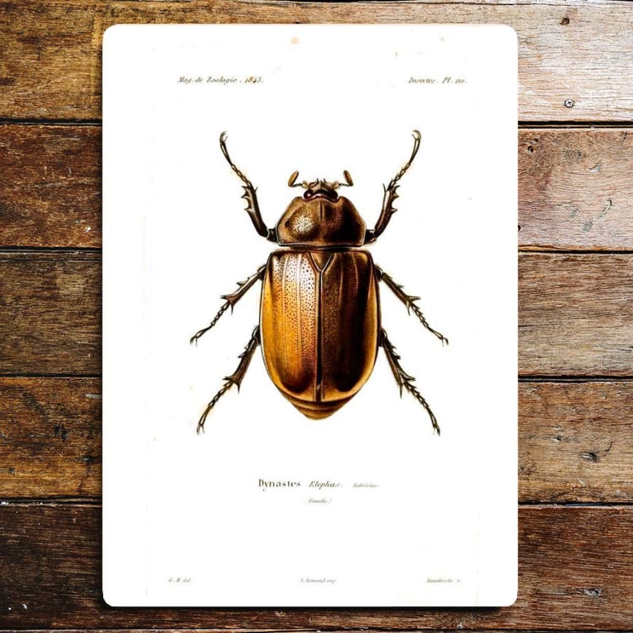 Beetle Botanical Insect - Metal Wall Sign