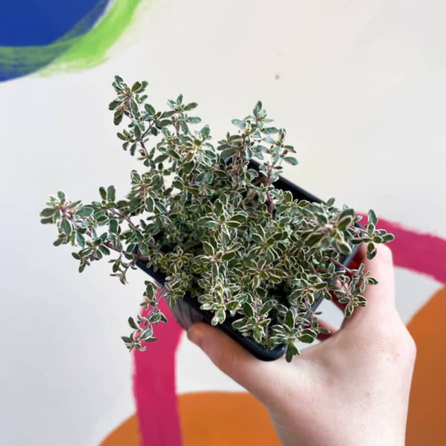 Sprouts of Bristol  9cm Thyme - Thymus Citriodorus 'silver Queen' - British Grown Culinary Herbs