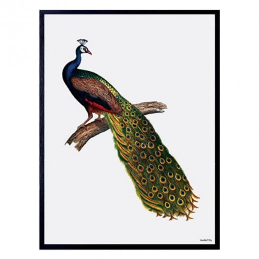 Vanilla Fly Peacock Print