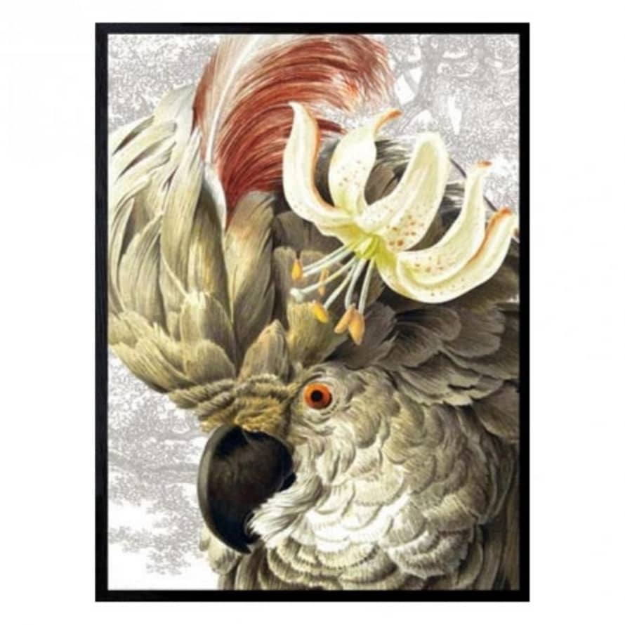 Vanilla Fly White Parrot Print