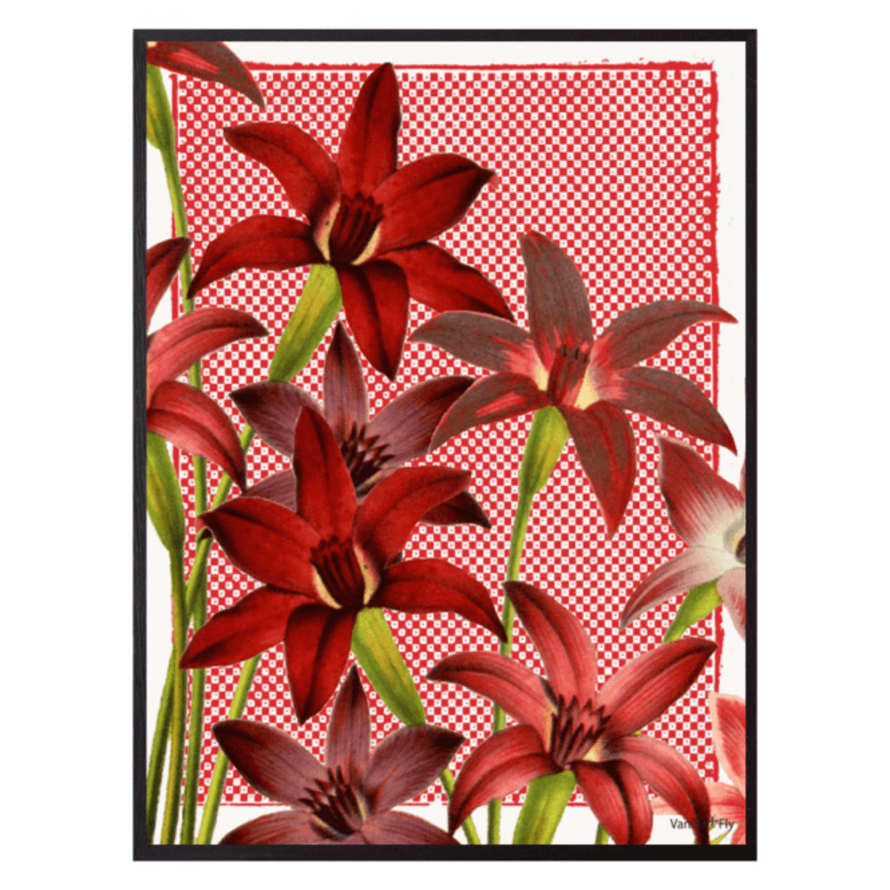 Vanilla Fly Red Cornflower Print
