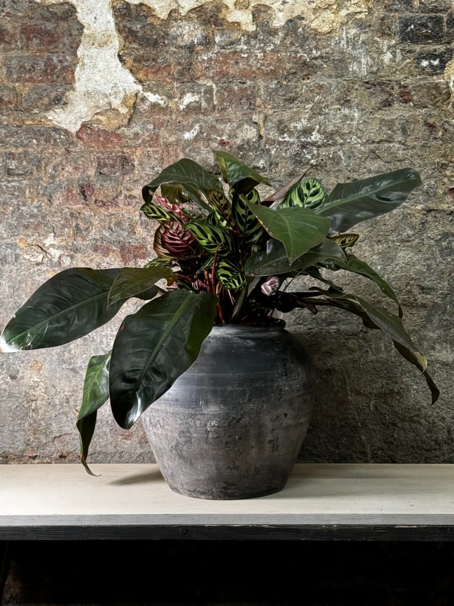 Botanical Boys Vintage Dark Pot With Ears Planted With Calathea Maroka & Philodendron Red Admiral Fr18