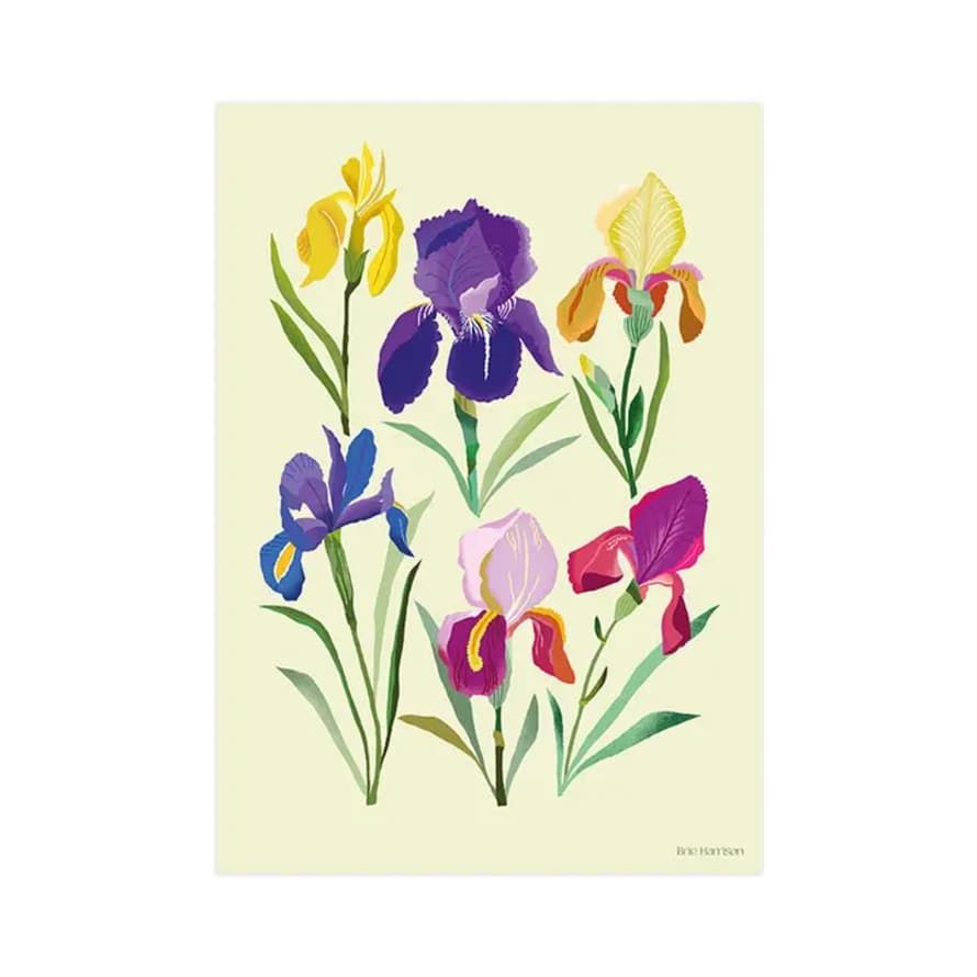 Brie Harrison  Irises Art Print - A4