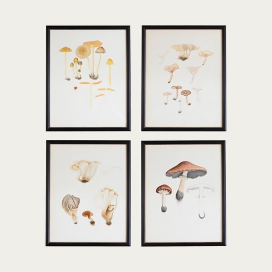 FOUND by Cook & Butler VINTAGE FRAMED FUNGI PRINTS