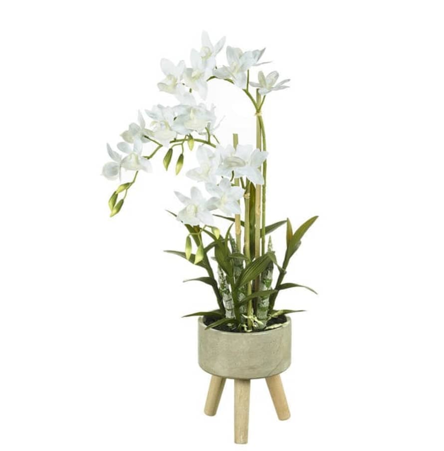 Strelitzia's  White 3 Legged Planter with Cycnoches Orchid