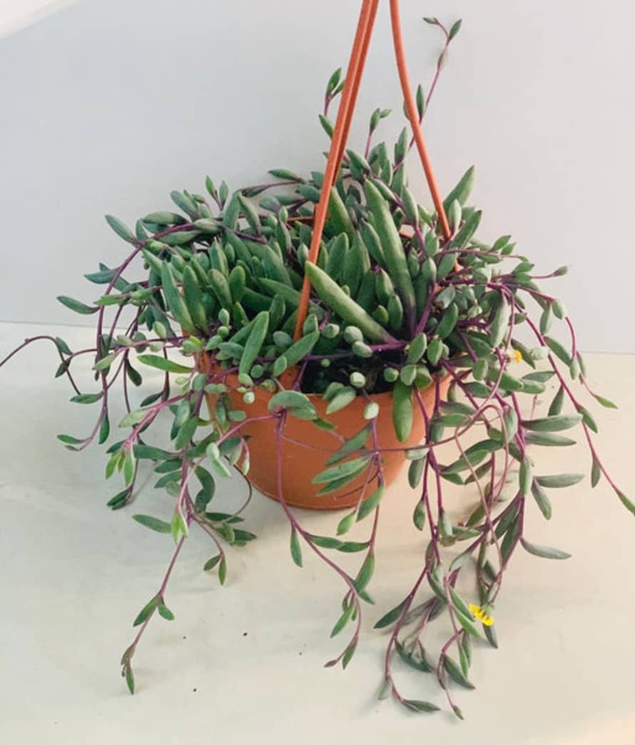 Van der Plas Flowers & Plants LTD Senecio Purple Flush